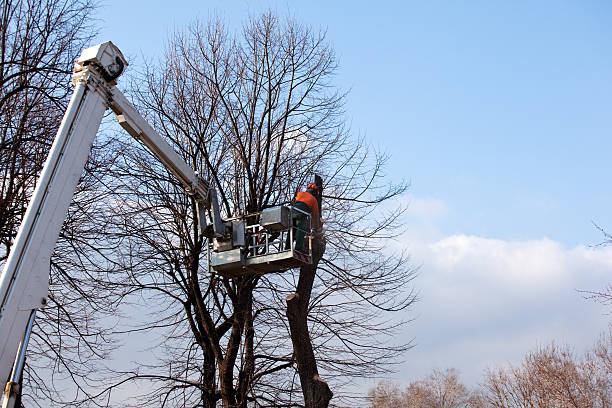 Best Tree Disease Treatment  in Turnersville, NJ